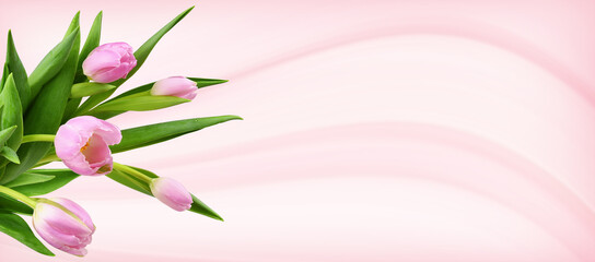 Pink tulip flowers in a corner on pink background