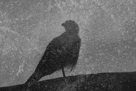 Aquila in bianco e nero astratta