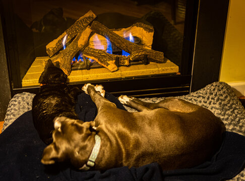 Black Cat And Grey Dog Getting Warm And Cozy By Fireplace 
