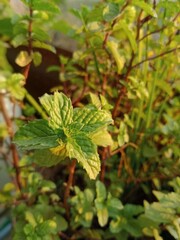 Mint green leaf
