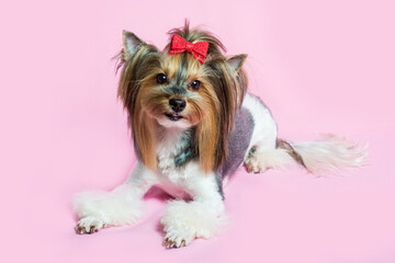 Yorkshire terrier dog with beautiful hairstyle on a pink background
