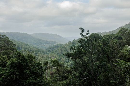 Outlook of the bushland and rainforest at Springbrook, Queensland