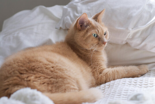 Beautiful Orange Kitty Lies on White Comforter