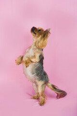 Yorkshire terrier dog stands on two legs on a pink background