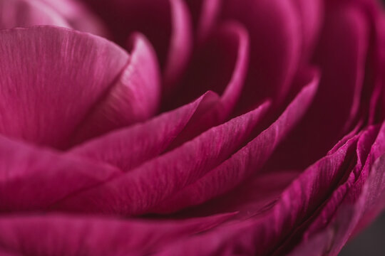 Pink layers of a ranunculus flower close up