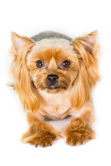 Close-up portrait of Yorkshire terrier dog on white background