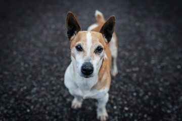 A purebred jack russell terrier looks straight at the camera while standing on asfalt