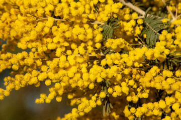 Mimosa