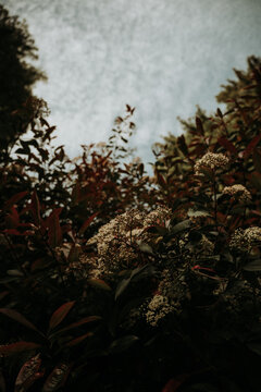 Moody vertical image of flowering shrubs  against sky and clouds
