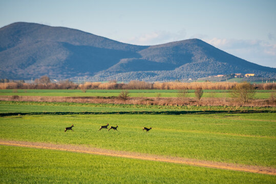 Caprioli in maremma