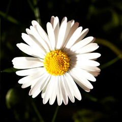 Obraz premium daisy flower closeup