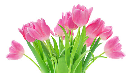 Pink tulips isolated on white background. Spring tulip  flowers. Easter or Valentine's day greeting card..