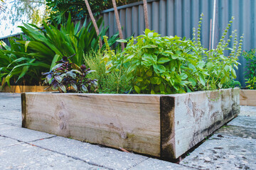 Basil in Back Yard Herb Garden Vegetable Patch and Plants