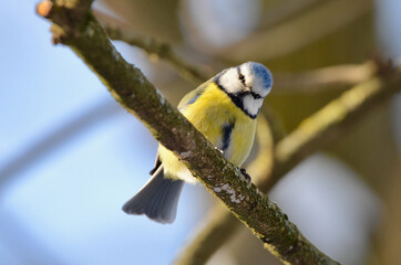 Blue tit - Cyanistes caeruleus - Blaumeise