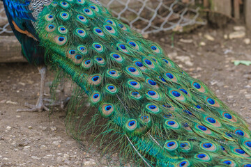 Fototapeta premium Adult male peacock colorful green and blue patterned tail