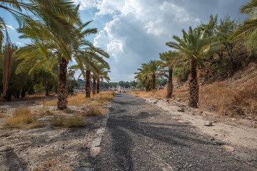 Valley Street the palm tree lined street leading back to the ruins at Beit She'an National Park in Israel