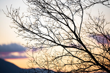 (Selective focus) Silhouette of some tree branches in the foreground and a beautiful  sunset over some mountains in the background.