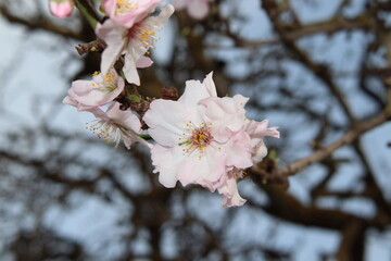 Flor de almendro
