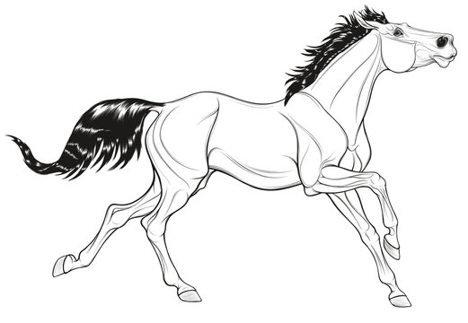 Linear illustration of a thoroughbred horse galloping with its head up. Running stallion laid its ears back. Vector black and white illustration for decoration of equestrian goods.