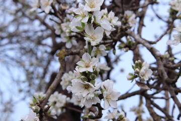 Almendro en flor