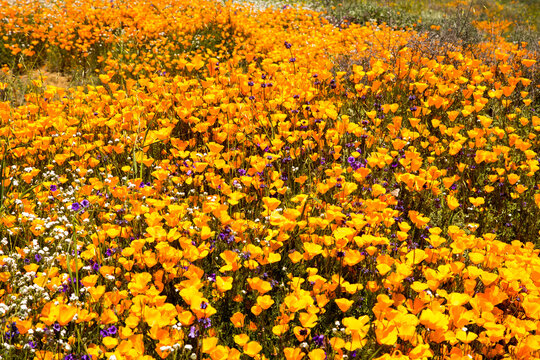 wildflowers California Superbloom