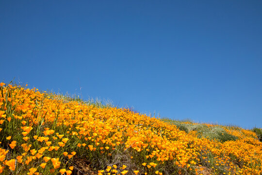 hillside full of wildflowers superbloom