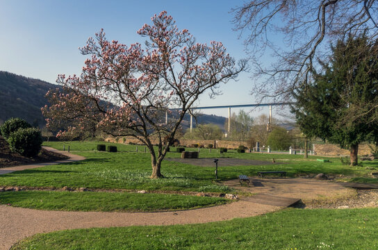 Magnolie in Kloster Machern an der Hochmoselbr&uuml;cke