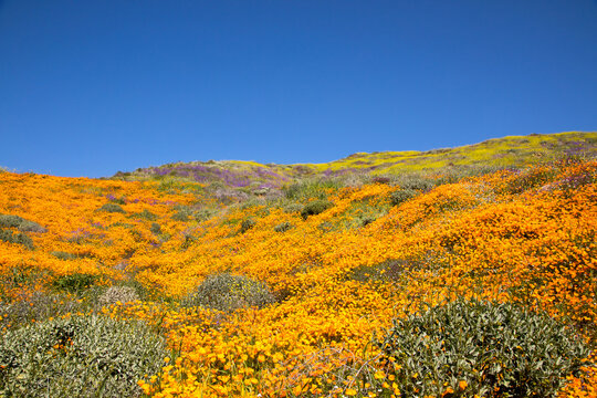 California hillside full of wildflowers