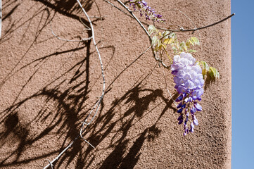 Wisteria flower on a vine against adobe building in Santa Fe
