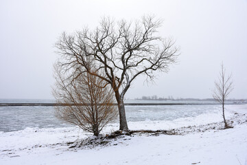 Tree in the Snow