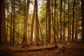  A stand of old growth hemlock forest at Swallow Falls State Park, Oakland, Garrett County, Maryland, USA