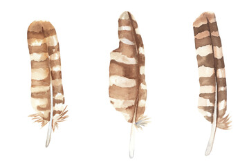 Watercolor feathers set isolated on white. Brown birds feather illustrations. Magic owl feathers. 