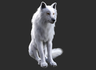 White wolf render with grey background