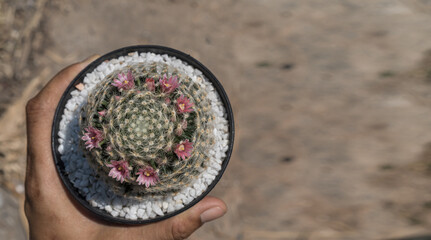 Hand  hold cactus pot with beautiful Mammillaria schiedeana,top view and copy space.