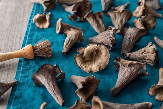 Freshly foraged black trumpet mushrooms spread out on a linen towel