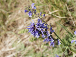 (Salvia pratensis) meadow clary or meadow sage. Bluish-violet flowers stalks in lax spike with dark...