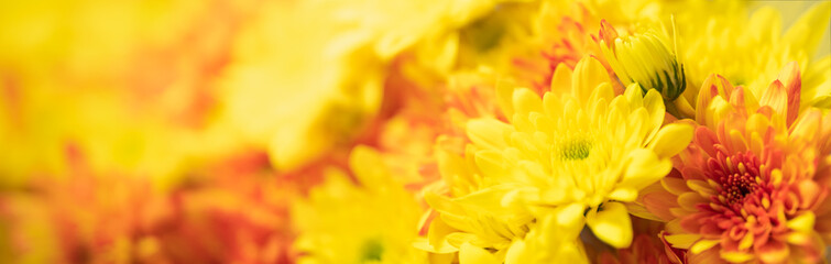 Closeup of orange and yellow Mums flower on white background with copy space using as background natural flora, ecology cover page concept.