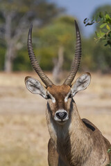 Waterbuck male ram (Kobus ellipsiprymnus) head profile with horns with blurred background in Mana Pools National Park, Zimbabwe
