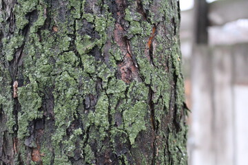 old apple tree bark with green lichen