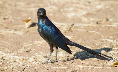 Meve's Starling (Lamprotornis mevesii) standing on the ground in Hwange National Park, Zimbabwe