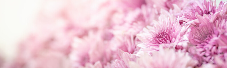 Closeup of pink Mums flower on white background with copy space using as background natural flora, ecology cover page concept.