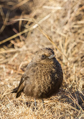 Female ant-eating chat (Myrmecocichla formicivora) standing on the ground in South Africa