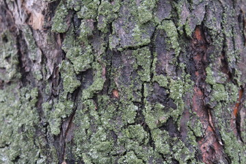 old apple tree bark with green lichen