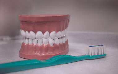 Model teeth with toothbrush