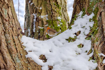 Flycatcher on a tree trunk on a frosty winter day