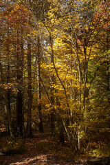 Obraz premium Fall forest scene, Pocono Mountains, Pennsylvania, USA