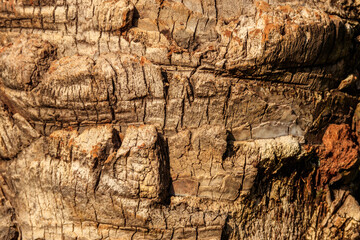 Palm tree bark texture for background