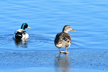 pair of wild ducks on blue water and frozen surface,Hradecky pond in Tovacov,Czech republic
