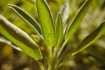 Fototapeta na wymiar sage plant in an herb garden