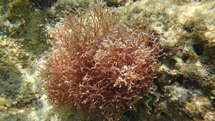 Naklejka na ściany i meble Morze Czerwone, ryby, koralowce, nurkowanie, płaszczka, meduza, wakacje, woda słońce, moczarki